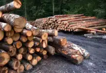 Les traceurs forestiers : des outils indispensables pour la filière bois en Europe…