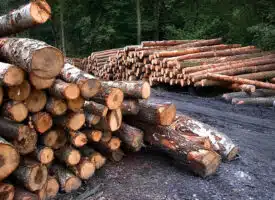 Les traceurs forestiers : des outils indispensables pour la filière bois en Europe...