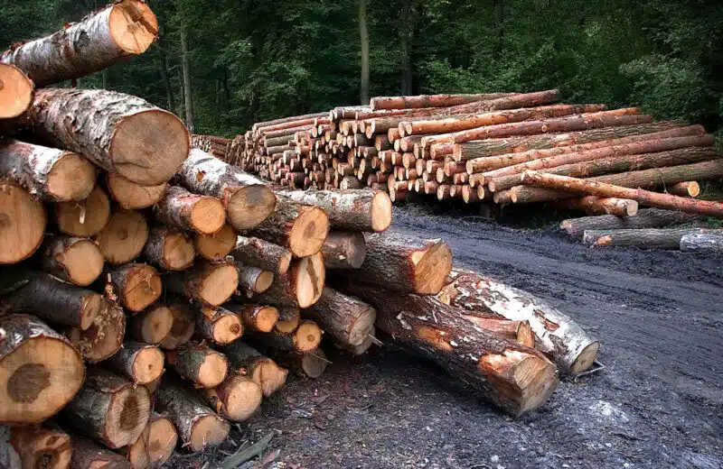 Les traceurs forestiers : des outils indispensables pour la filière bois en Europe…